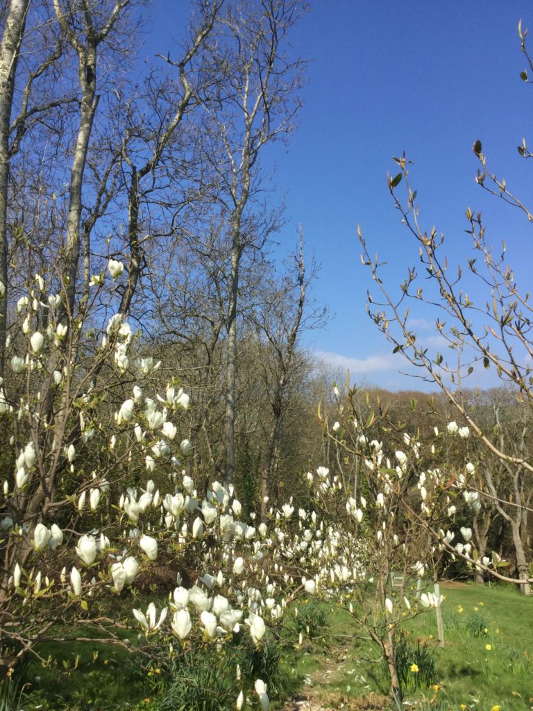 Magical Magnolia at Abbotsbury Gardens