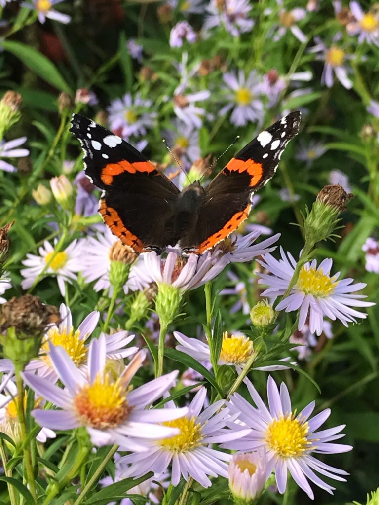 Pausing in Lorton Meadows Weymouth Dorset