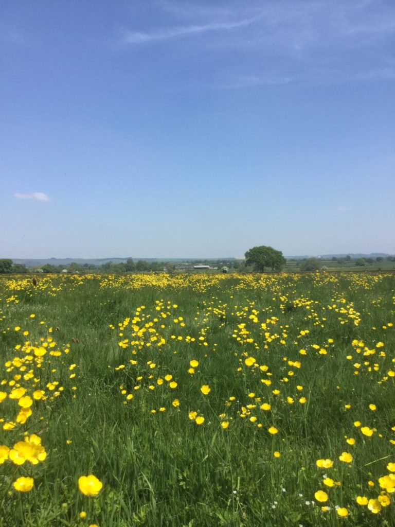 From buttercup fields to the Chesil Beach garden - An Artist's View