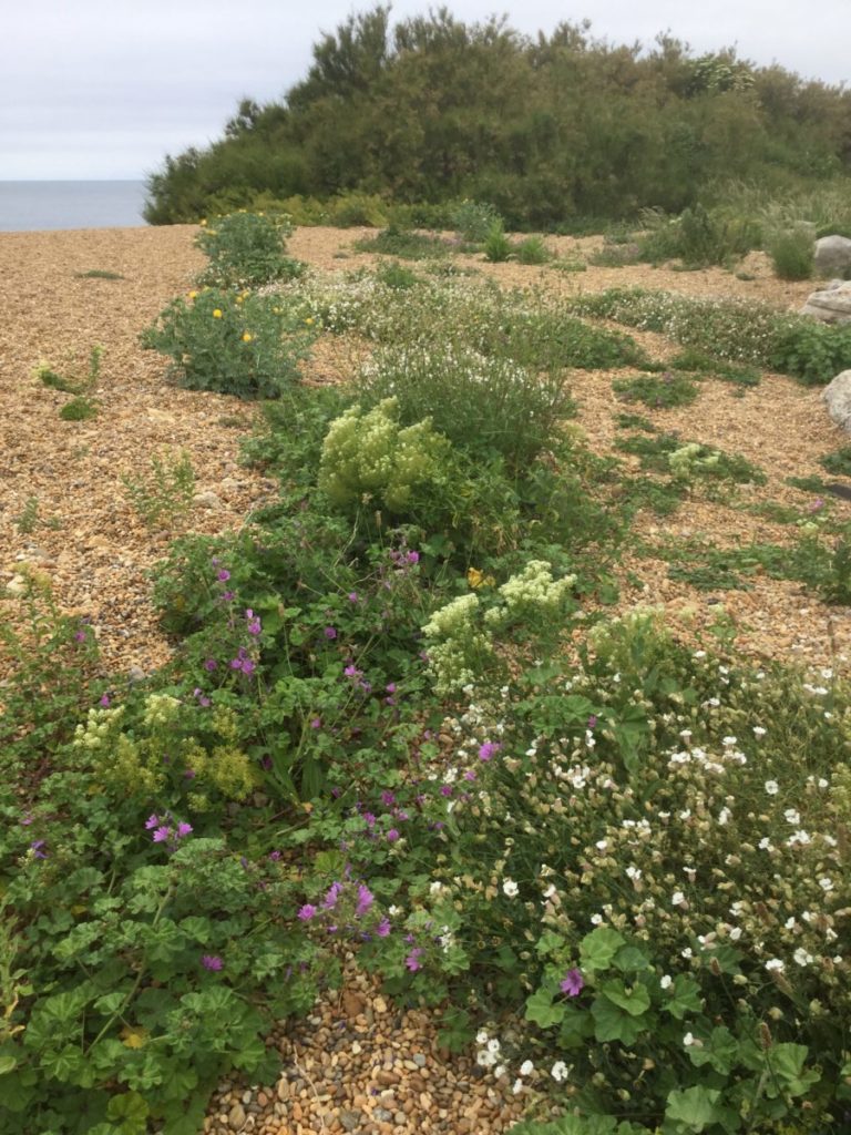 From buttercup fields to the Chesil Beach garden - An Artist's View