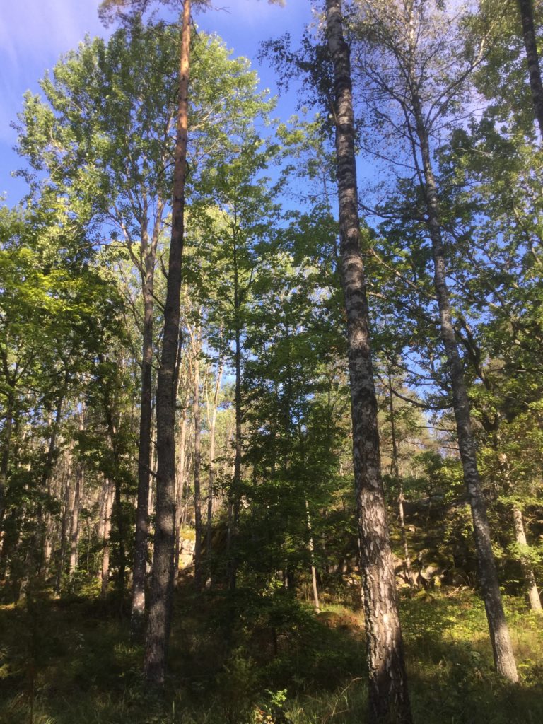 Nordic light - Late Summer in Sweden